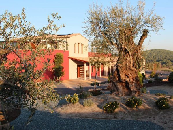 Ruta en segway i tast al celler (3h)
