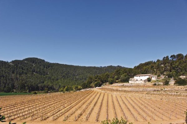 Ruta en segway i tast al celler (3h)