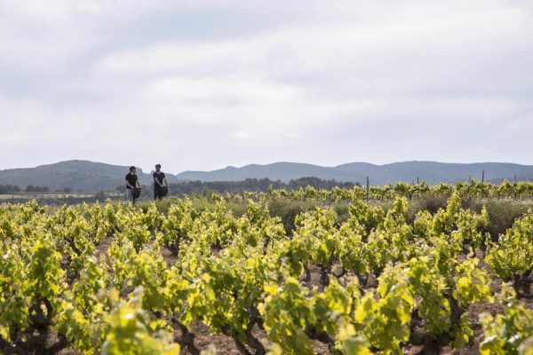 Penedès tour en Segway (1h, 1'5h o 2h)