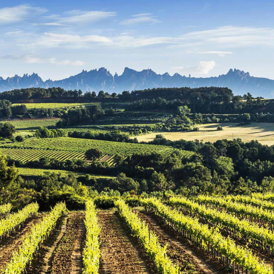 Penedès experience